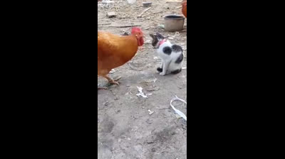 Cat vs Chicken