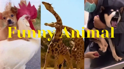 New Funny Videos 2024 । Animal Funny Moments